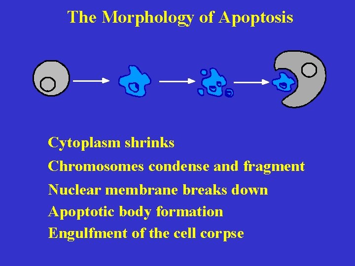 The Morphology of Apoptosis Cytoplasm shrinks Chromosomes condense and fragment Nuclear membrane breaks down