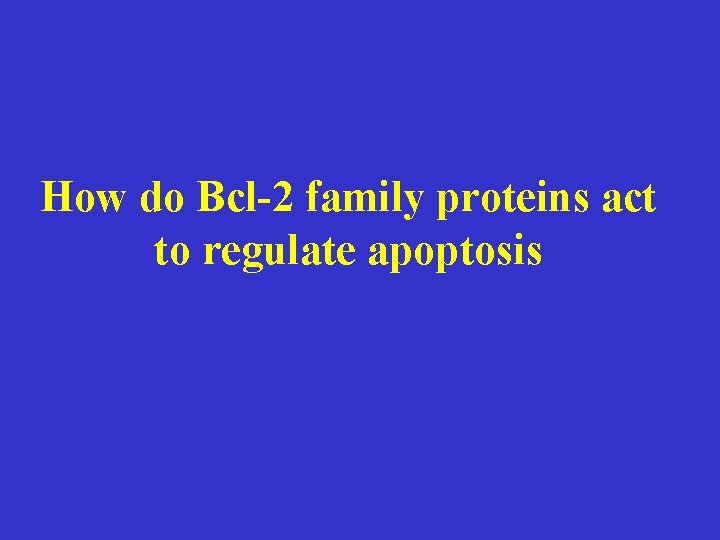 How do Bcl-2 family proteins act to regulate apoptosis 