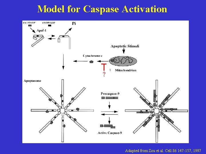 Model for Caspase Activation ? Adapted from Zou et al. Cell 86 147 -157,