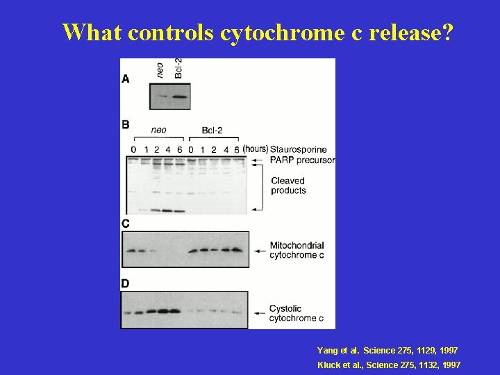 What controls cytochrome c release? Yang et al. Science 275, 1129, 1997 Kluck et