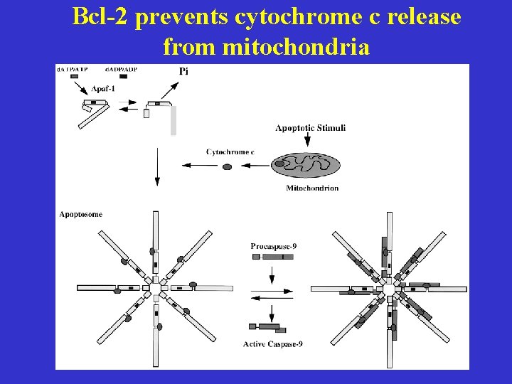 Bcl-2 prevents cytochrome c release from mitochondria 