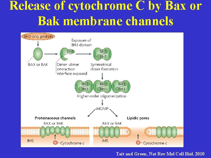 Release of cytochrome C by Bax or Bak membrane channels Tait and Green, Nat