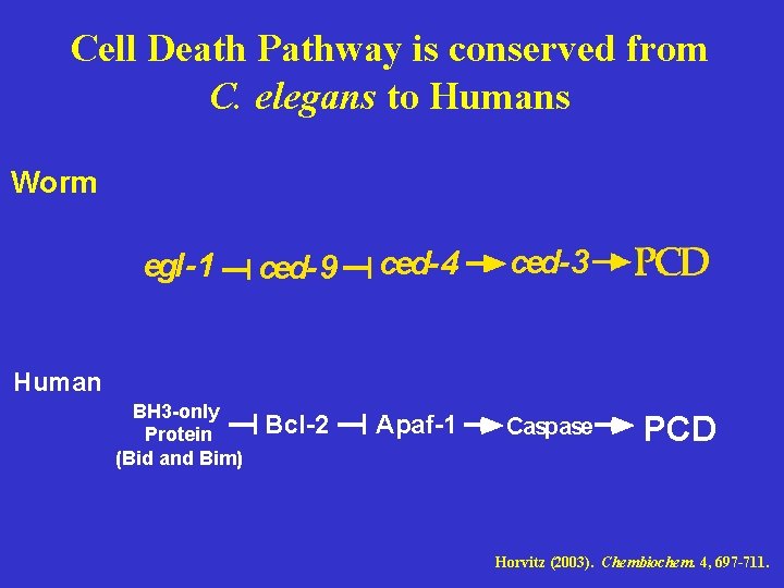 Cell Death Pathway is conserved from C. elegans to Humans Worm egl-1 ced-9 ced-4