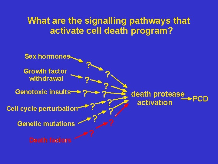 What are the signalling pathways that activate cell death program? Sex hormones Growth factor