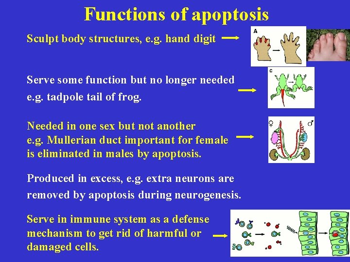 Functions of apoptosis Sculpt body structures, e. g. hand digit Serve some function but