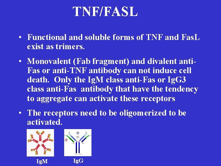 TNF/FASL • Functional and soluble forms of TNF and Fas. L exist as trimers.