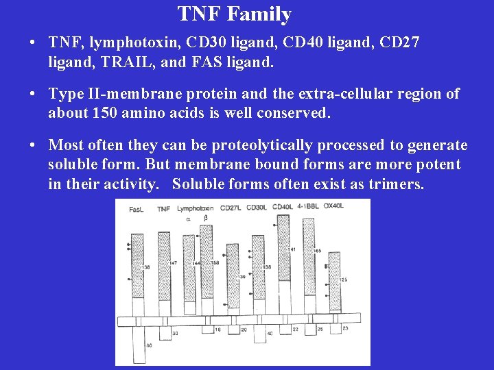 TNF Family • TNF, lymphotoxin, CD 30 ligand, CD 40 ligand, CD 27 ligand,