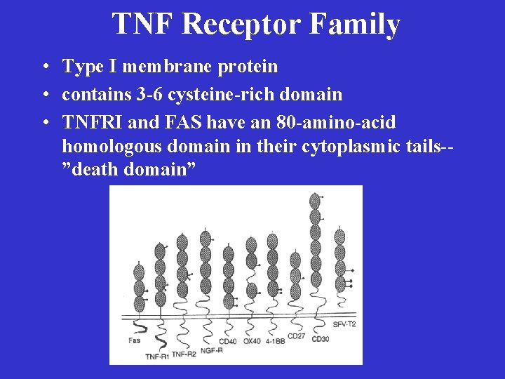 TNF Receptor Family • Type I membrane protein • contains 3 -6 cysteine-rich domain