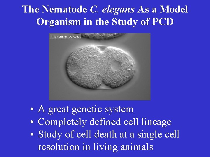 The Nematode C. elegans As a Model Organism in the Study of PCD •