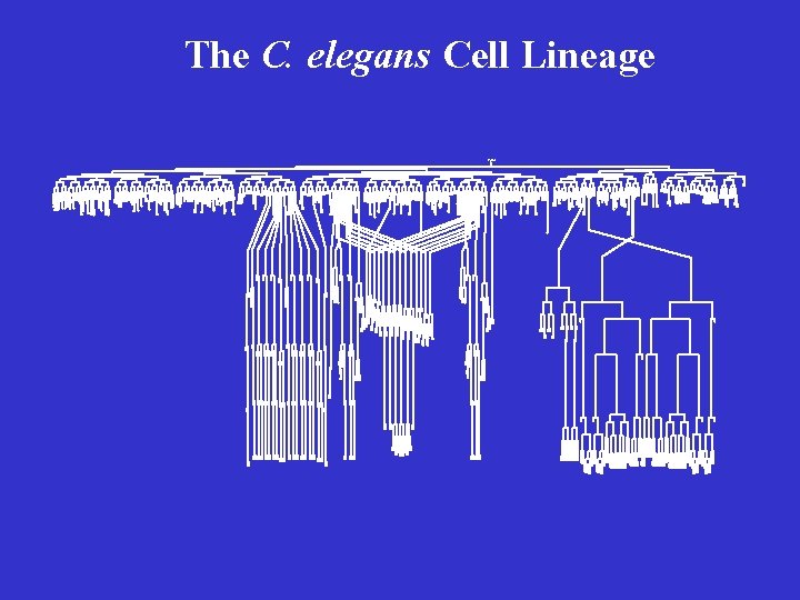 The C. elegans Cell Lineage z yg ote B A S M E C