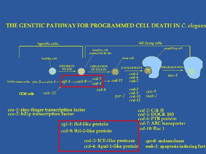 CEM cells ceh-30 psr-1 cps-6 wah-1 cps-6: endonuclease wah-1: apoptosis-inducing facto 