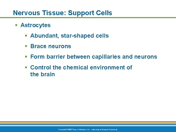 Nervous Tissue: Support Cells § Astrocytes § Abundant, star-shaped cells § Brace neurons §