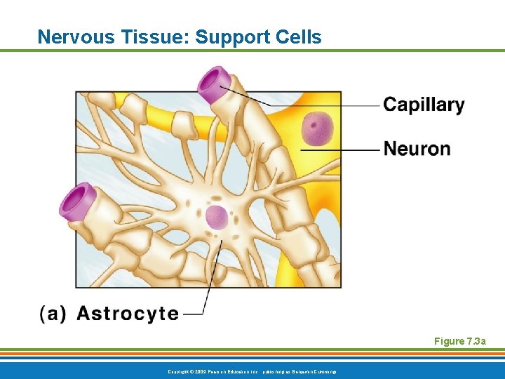 Nervous Tissue: Support Cells Figure 7. 3 a Copyright © 2009 Pearson Education, Inc.