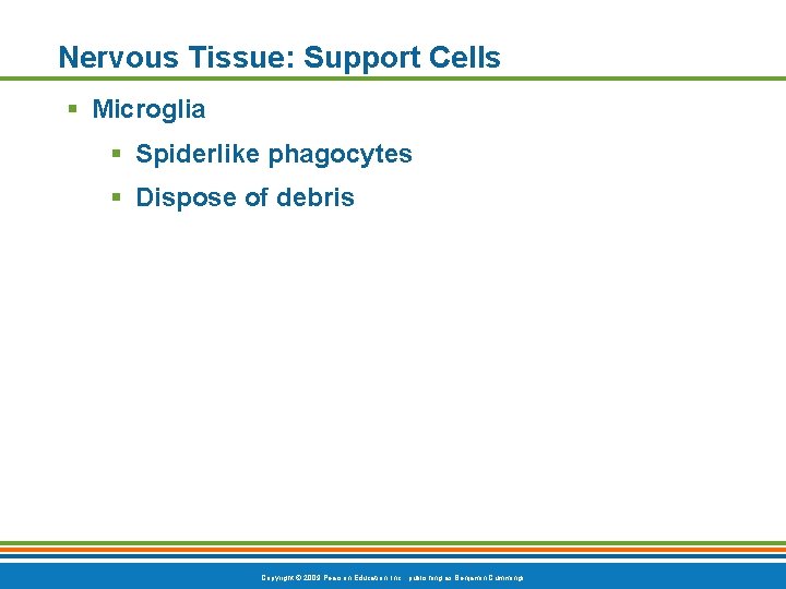 Nervous Tissue: Support Cells § Microglia § Spiderlike phagocytes § Dispose of debris Copyright