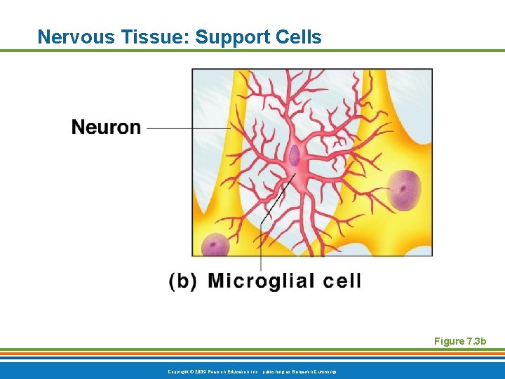 Nervous Tissue: Support Cells Figure 7. 3 b Copyright © 2009 Pearson Education, Inc.