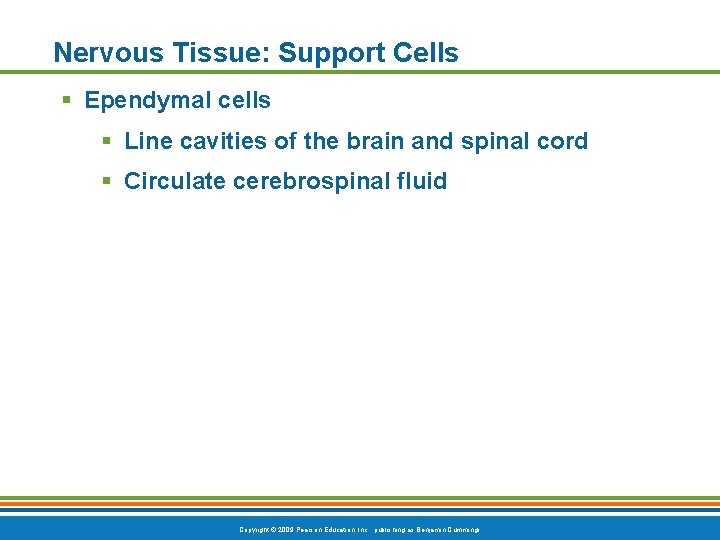 Nervous Tissue: Support Cells § Ependymal cells § Line cavities of the brain and
