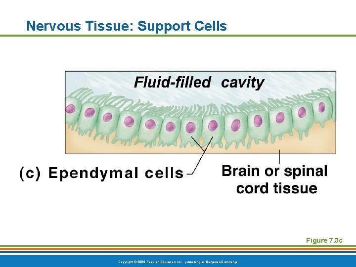Nervous Tissue: Support Cells Figure 7. 3 c Copyright © 2009 Pearson Education, Inc.