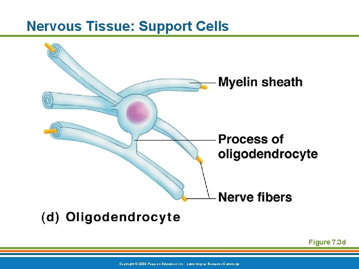Nervous Tissue: Support Cells Figure 7. 3 d Copyright © 2009 Pearson Education, Inc.
