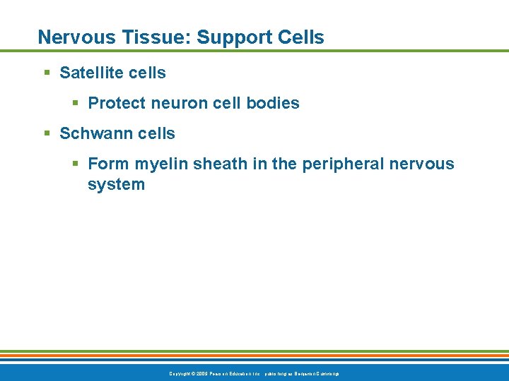 Nervous Tissue: Support Cells § Satellite cells § Protect neuron cell bodies § Schwann