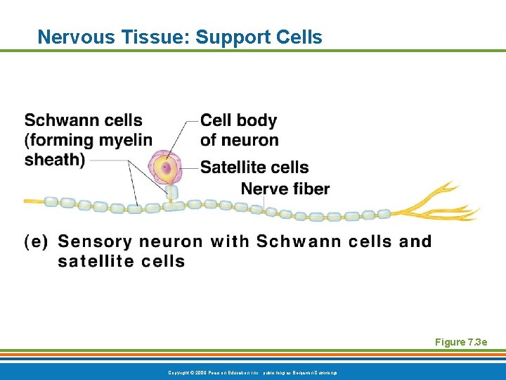 Nervous Tissue: Support Cells Figure 7. 3 e Copyright © 2009 Pearson Education, Inc.