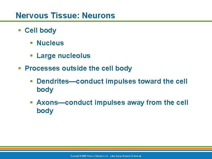 Nervous Tissue: Neurons § Cell body § Nucleus § Large nucleolus § Processes outside