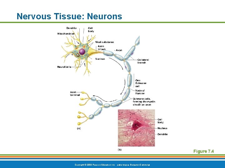 Nervous Tissue: Neurons Figure 7. 4 Copyright © 2009 Pearson Education, Inc. , publishing