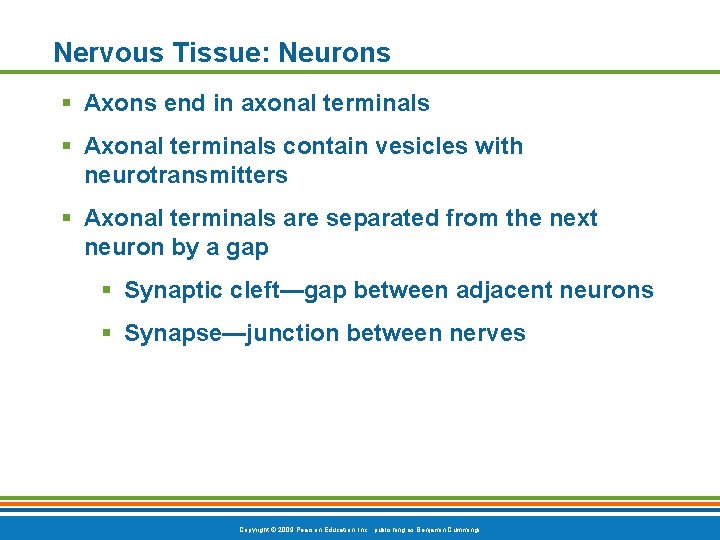 Nervous Tissue: Neurons § Axons end in axonal terminals § Axonal terminals contain vesicles