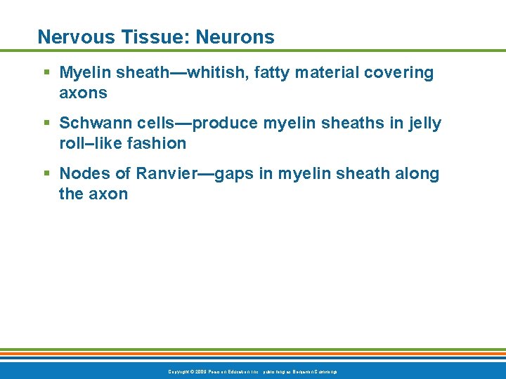 Nervous Tissue: Neurons § Myelin sheath—whitish, fatty material covering axons § Schwann cells—produce myelin