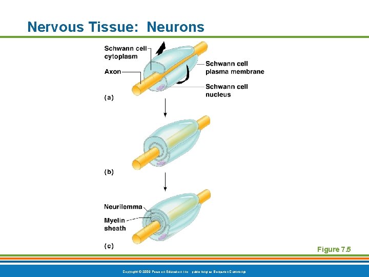 Nervous Tissue: Neurons Figure 7. 5 Copyright © 2009 Pearson Education, Inc. , publishing