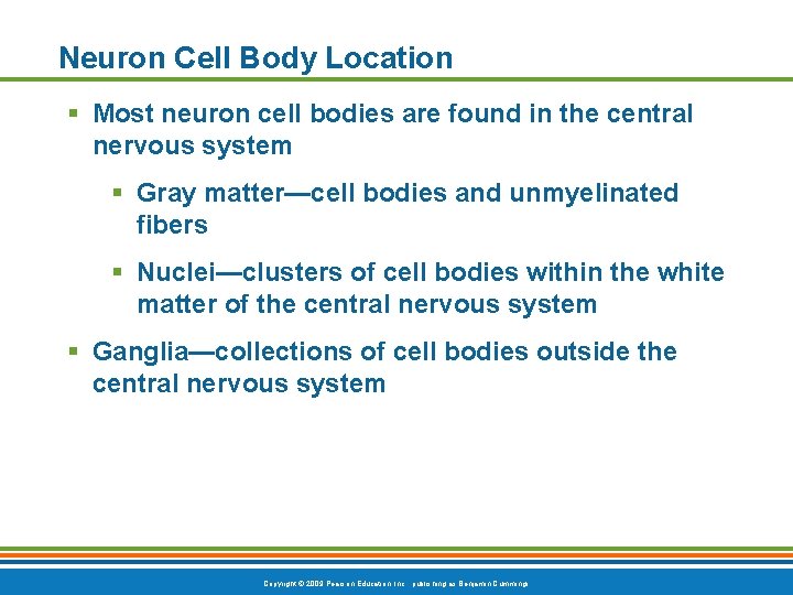 Neuron Cell Body Location § Most neuron cell bodies are found in the central