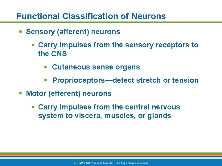 Functional Classification of Neurons § Sensory (afferent) neurons § Carry impulses from the sensory