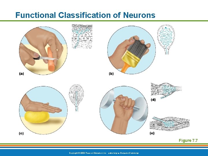 Functional Classification of Neurons Figure 7. 7 Copyright © 2009 Pearson Education, Inc. ,