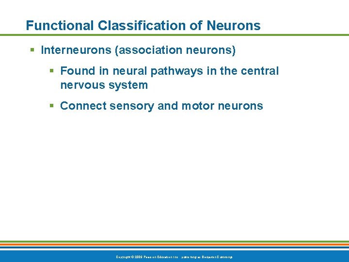 Functional Classification of Neurons § Interneurons (association neurons) § Found in neural pathways in