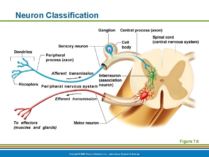Neuron Classification Figure 7. 6 Copyright © 2009 Pearson Education, Inc. , publishing as