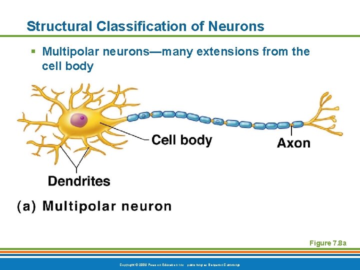 Structural Classification of Neurons § Multipolar neurons—many extensions from the cell body Figure 7.