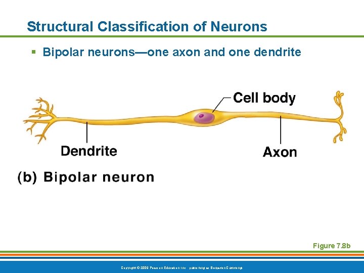Structural Classification of Neurons § Bipolar neurons—one axon and one dendrite Figure 7. 8