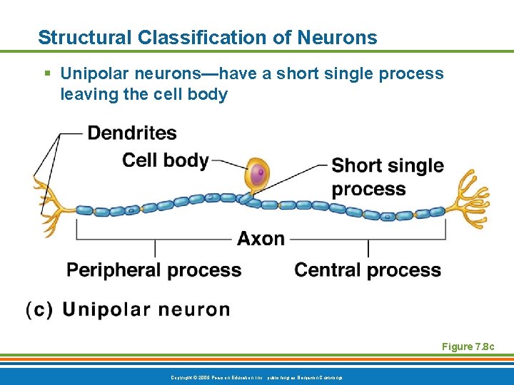 Structural Classification of Neurons § Unipolar neurons—have a short single process leaving the cell