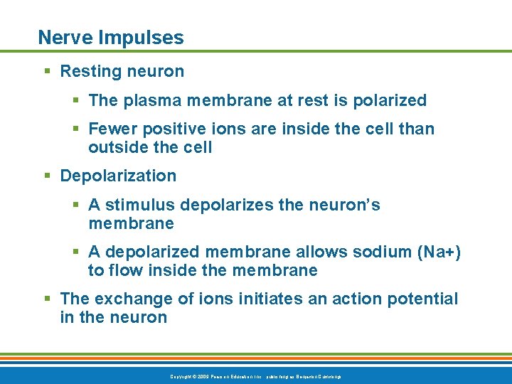 Nerve Impulses § Resting neuron § The plasma membrane at rest is polarized §
