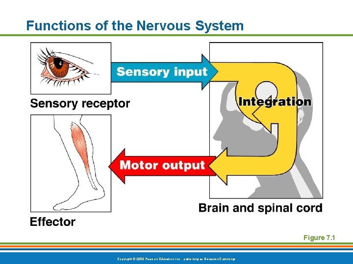Functions of the Nervous System Figure 7. 1 Copyright © 2009 Pearson Education, Inc.
