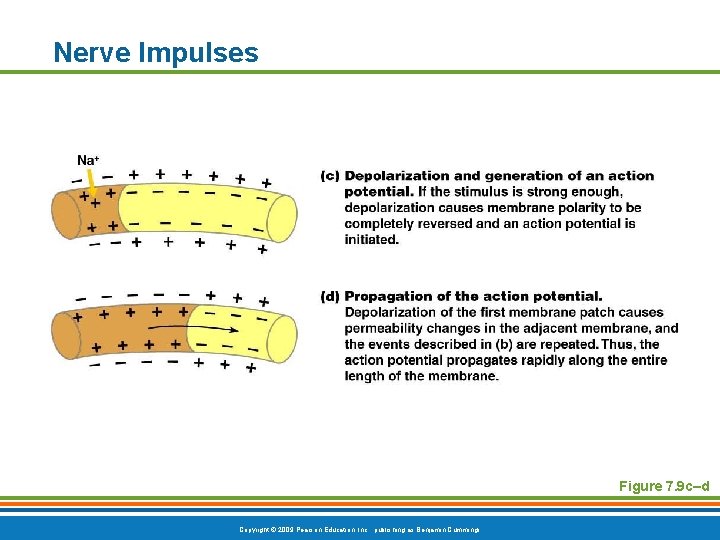 Nerve Impulses Figure 7. 9 c–d Copyright © 2009 Pearson Education, Inc. , publishing