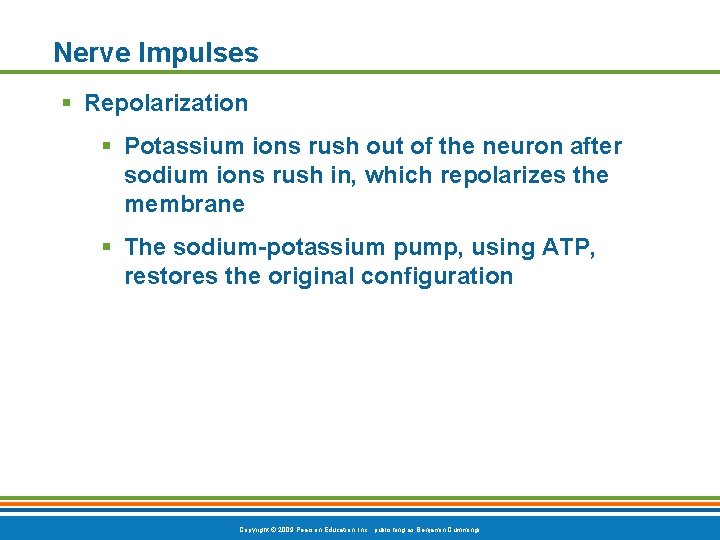 Nerve Impulses § Repolarization § Potassium ions rush out of the neuron after sodium