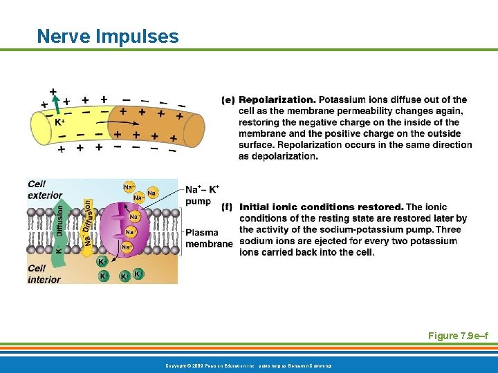 Nerve Impulses Figure 7. 9 e–f Copyright © 2009 Pearson Education, Inc. , publishing