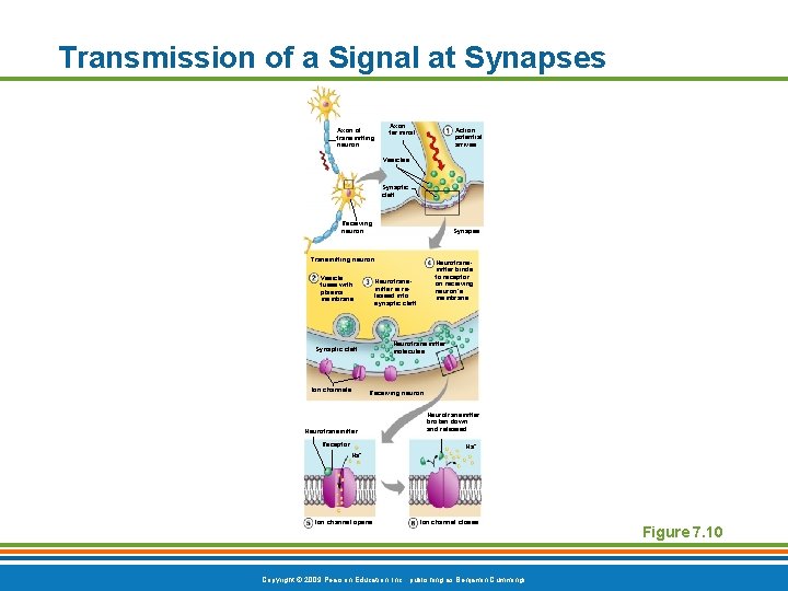 Transmission of a Signal at Synapses Axon of transmitting neuron Axon terminal Action potential