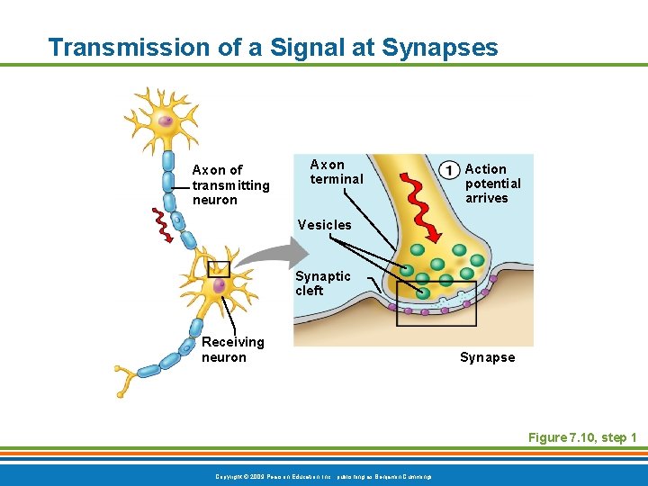 Transmission of a Signal at Synapses Axon of transmitting neuron Axon terminal Action potential