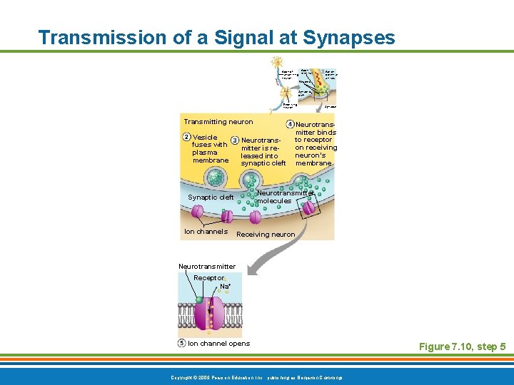 Transmission of a Signal at Synapses Axon of terminal transmitting neuron Vesicles Action potential