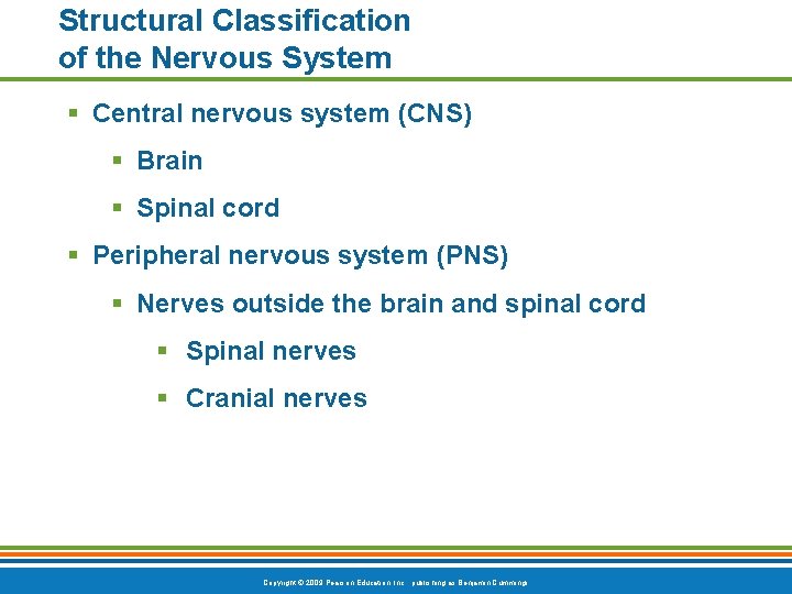 Structural Classification of the Nervous System § Central nervous system (CNS) § Brain §