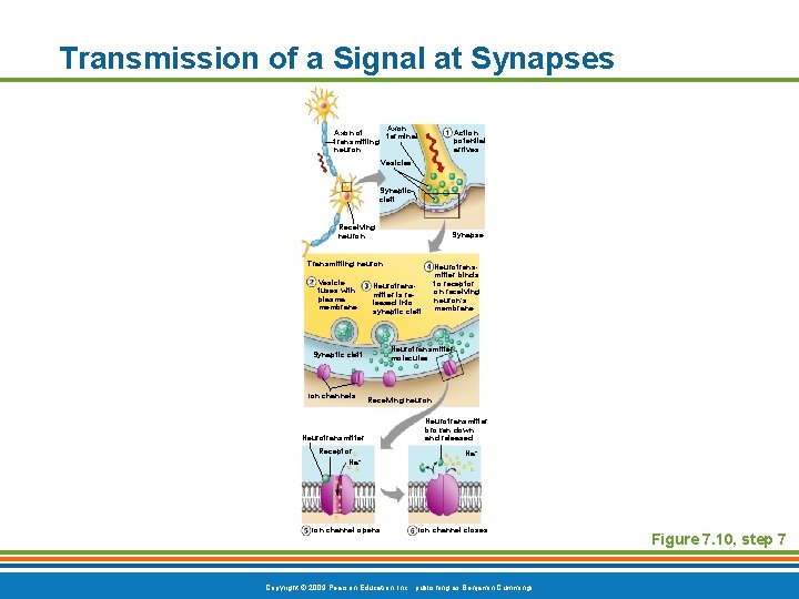 Transmission of a Signal at Synapses Axon terminal Axon of transmitting neuron Action potential