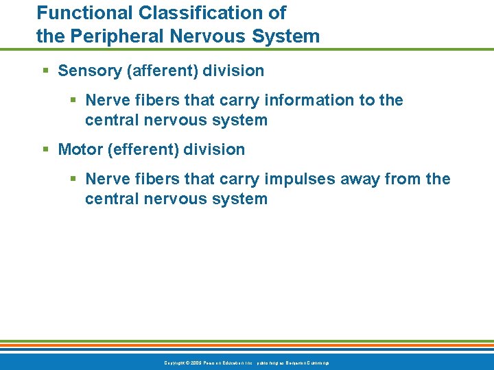 Functional Classification of the Peripheral Nervous System § Sensory (afferent) division § Nerve fibers