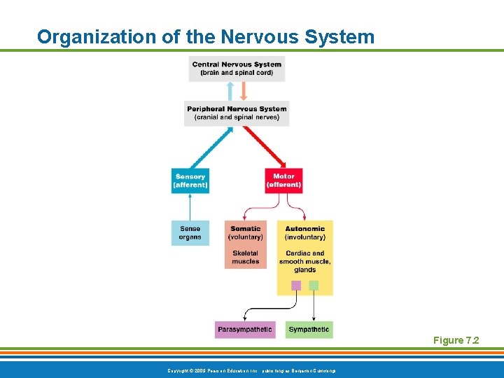 Organization of the Nervous System Figure 7. 2 Copyright © 2009 Pearson Education, Inc.