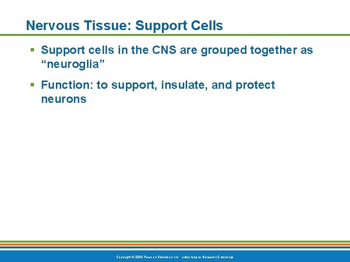 Nervous Tissue: Support Cells § Support cells in the CNS are grouped together as